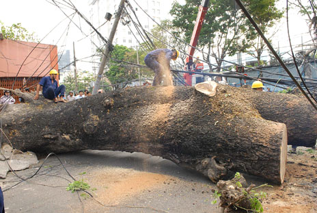 Bao ho lao dong Quang Trung